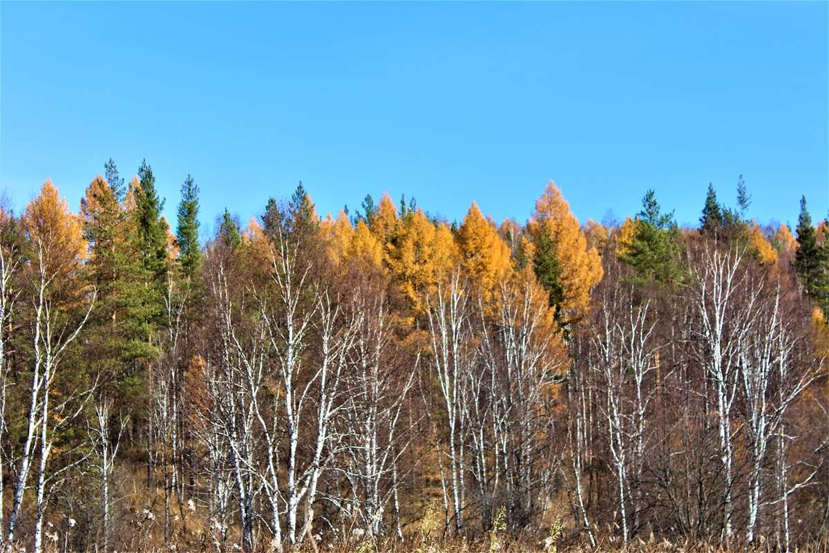 Лесная палитра