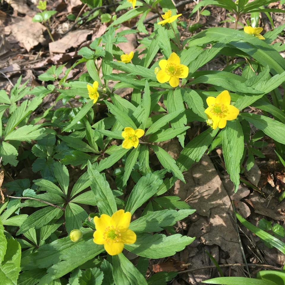 Ветреница (анемона) лютичная – Anemone ranunculoídes в Главном ботаническом саду