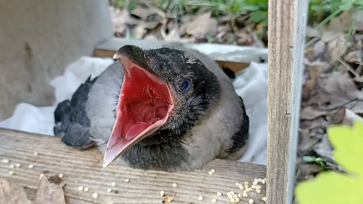 It can be so hard to see a baby crow on the ground and not know how to help.