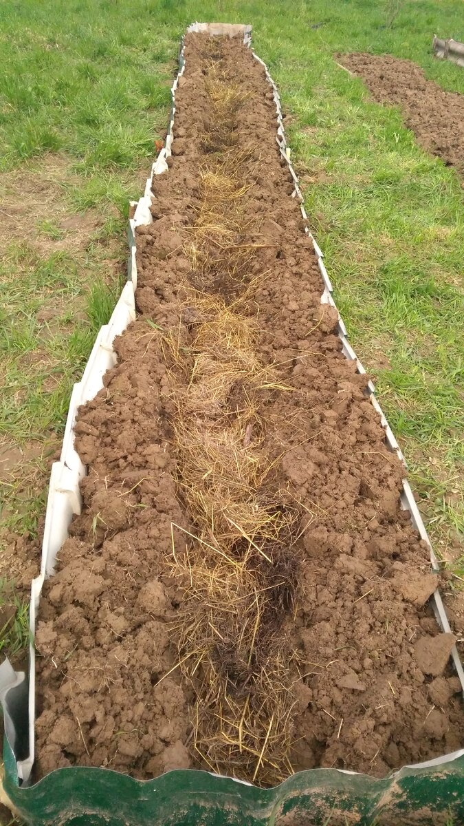 Закладываем его в грядку.