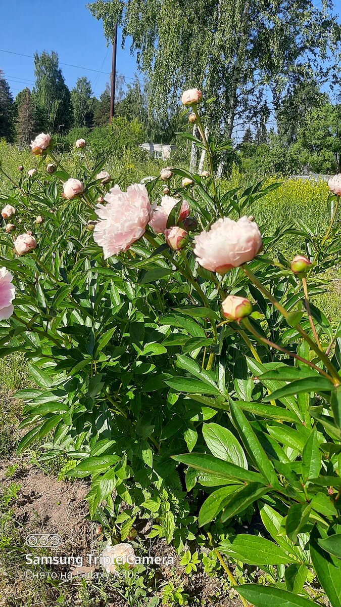 Фото автора .Пионы растут у дороги.