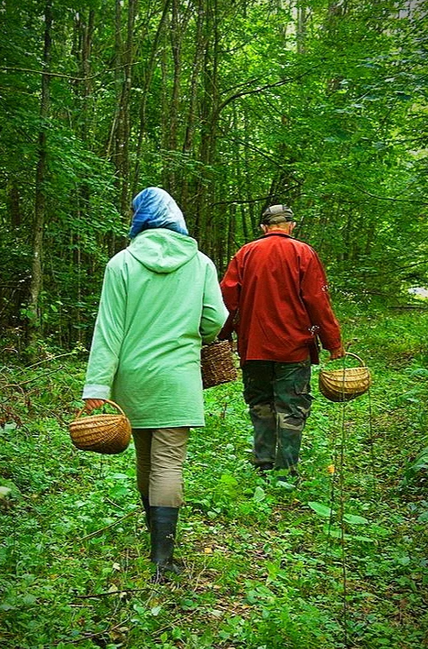 Грибники прошли. Поход в лес за грибами. Грибники в лесу. В лес за грибами. Сбор грибов.