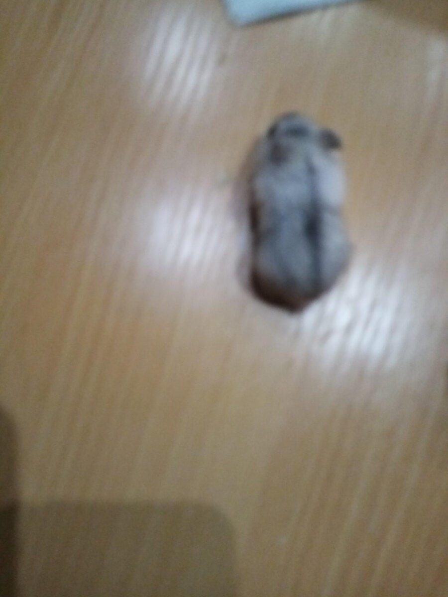 Ариша гуляет по столу