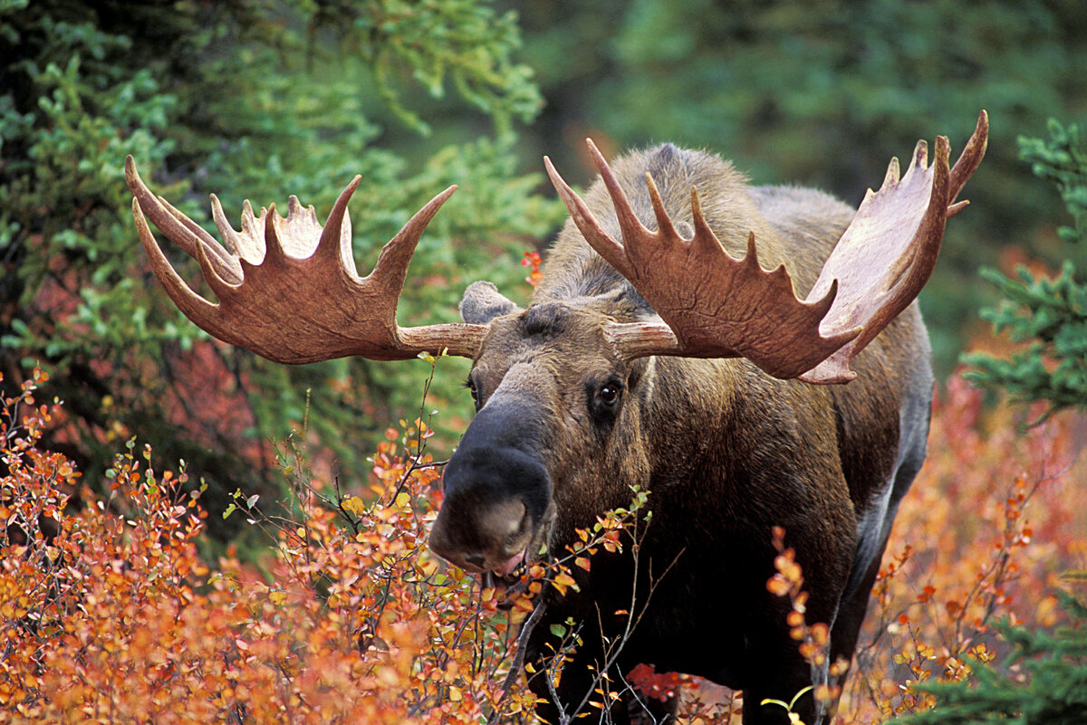 Европейский Лось alces alces