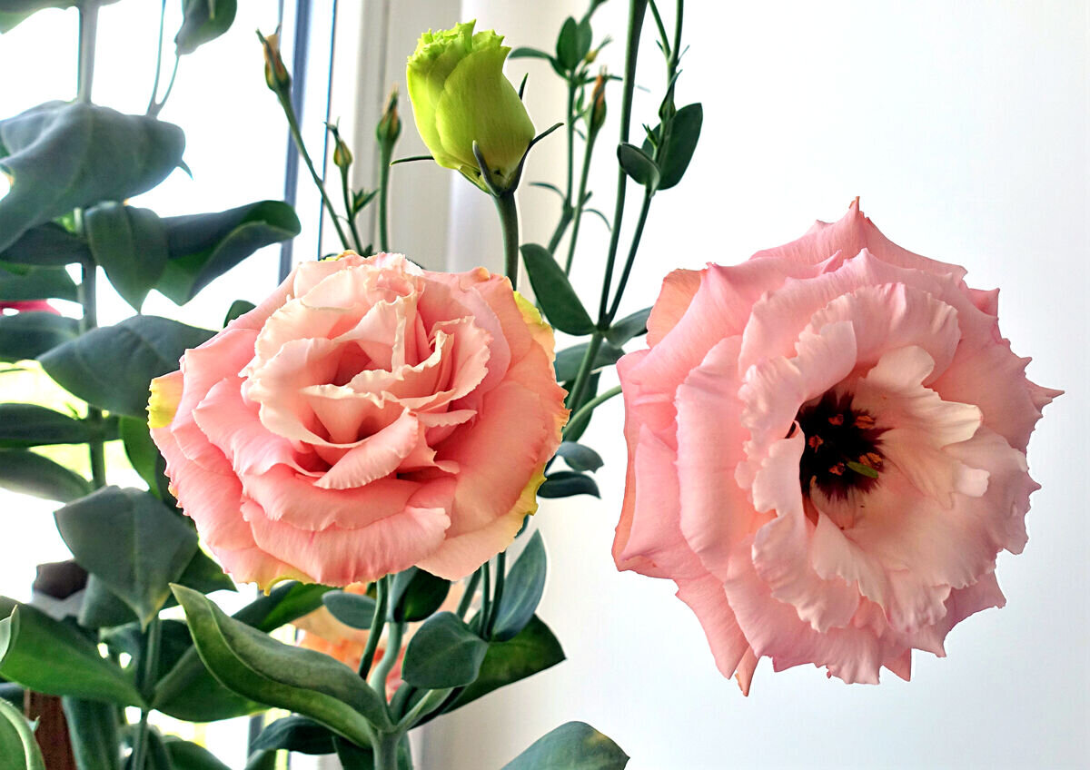 Разве удержишься от выращивания такого цветка?