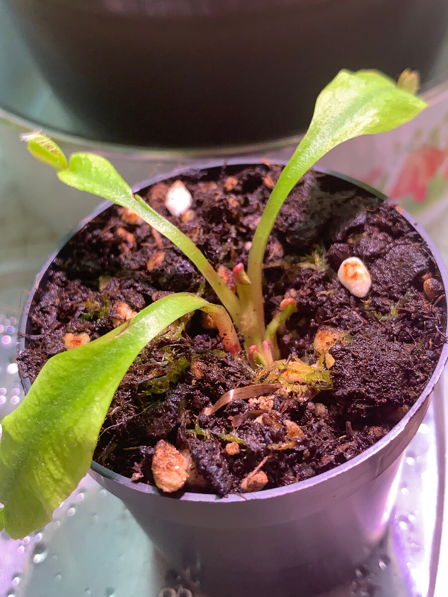 Дионея на реанимации 
15.06.22