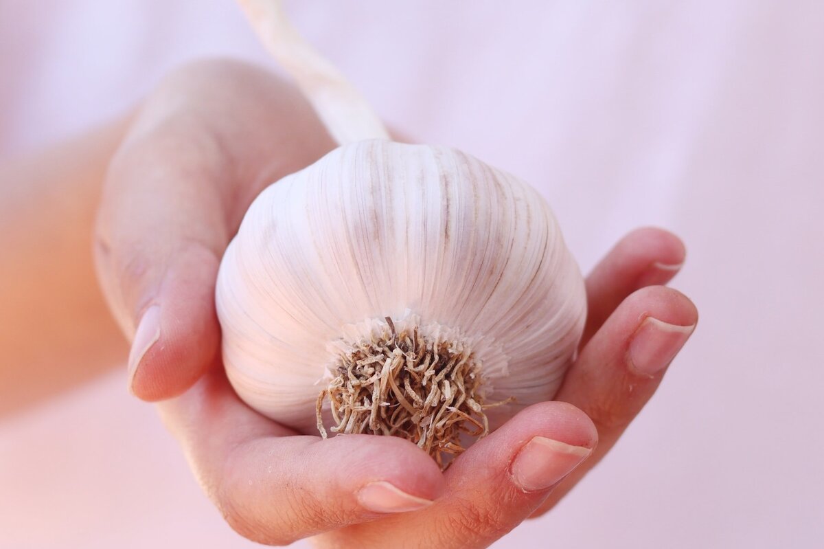     Как правильно посадить чеснок осенью: советы для тех, кто хочет получить богатый урожай