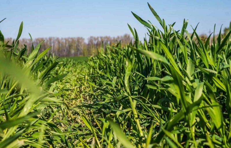 Посев ржи как сидерата