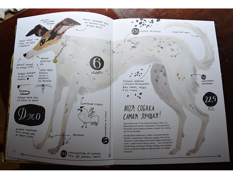 Иллюстрация из книги «Твоя собака»
