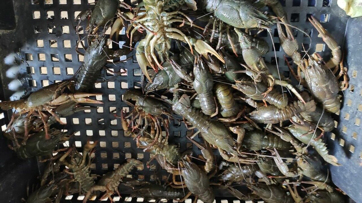     В Ростовской области оценили состояние популяции раков в реке Дон, сообщает Азово-Черноморского филиала ФГБНУ «ВНИРО».