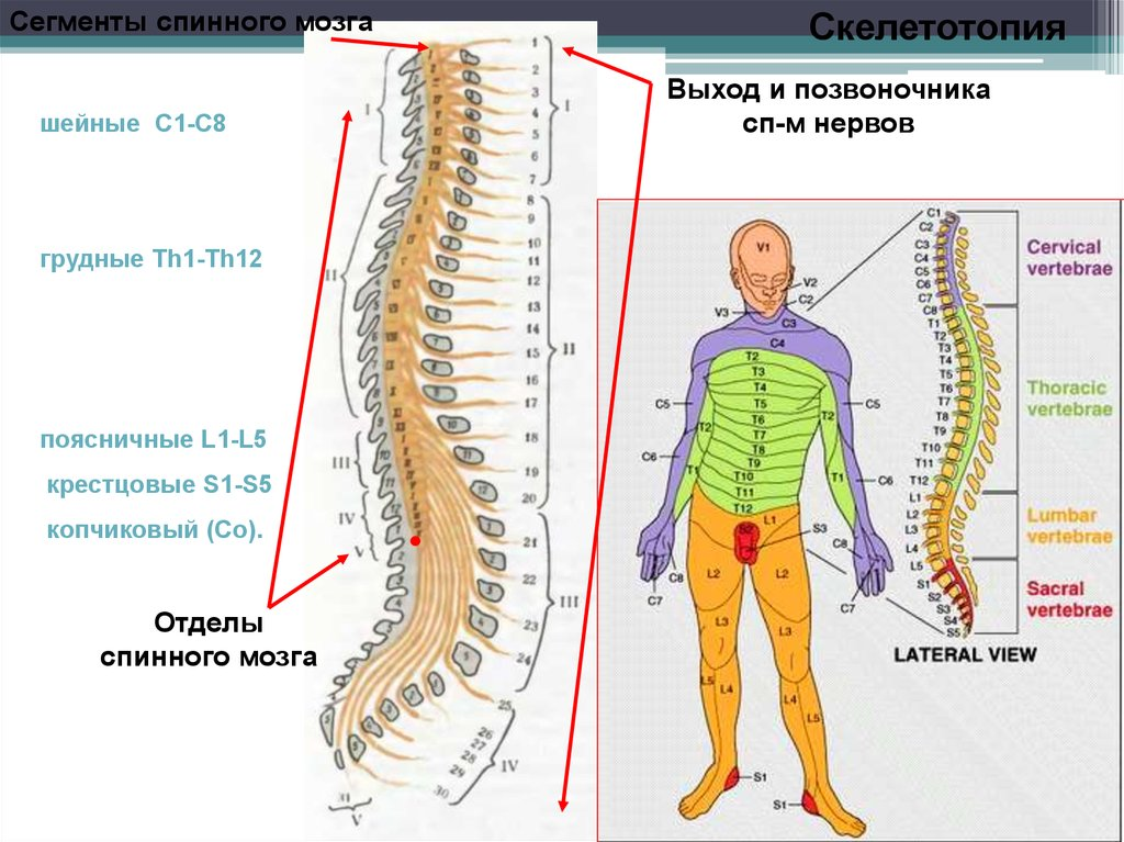 Боль в спинном мозге. Th12 l1 позвонки. Сегменты th1-th12 позвонка. Th12-s1 позвонки. Схема сегментов спинного мозга в позвоночнике.