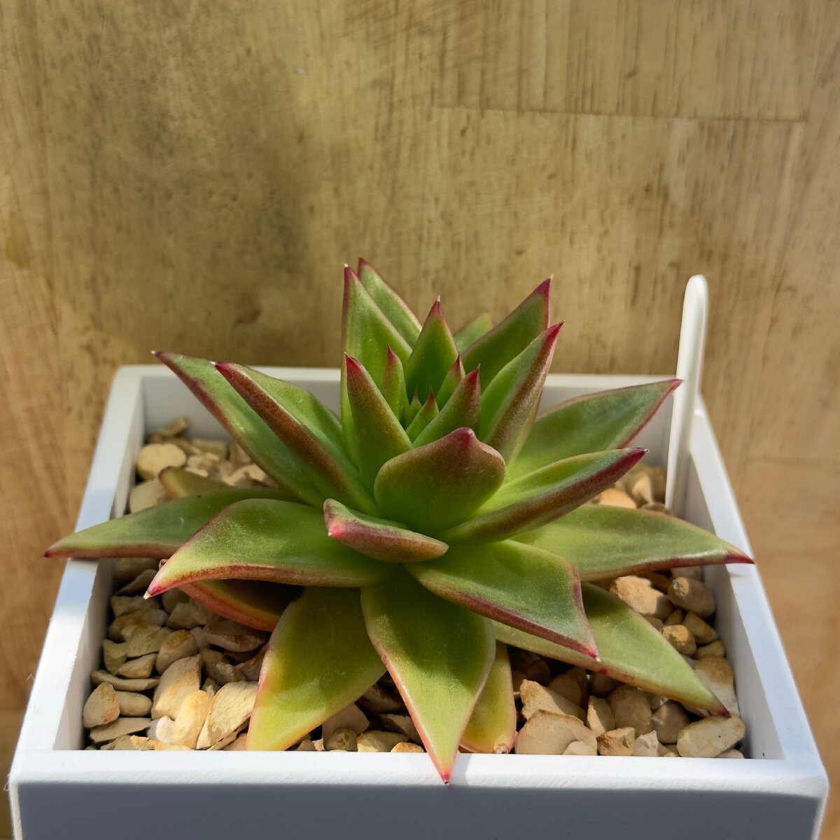 Echeveria Agavoides 