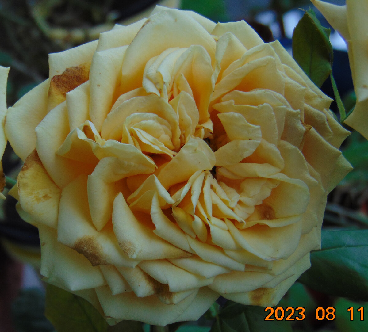 Центральный цветок розы Гейша на девятнадцатый день