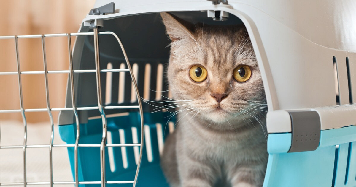 Если ваш кот будет чипирован, то в случае потери питомца, нашедший его сможет обратиться в организацию или клинику, где есть сканер. Проверив данные чипа, можно узнать контакты хозяина и связаться с ним. Фото: unsplash.com