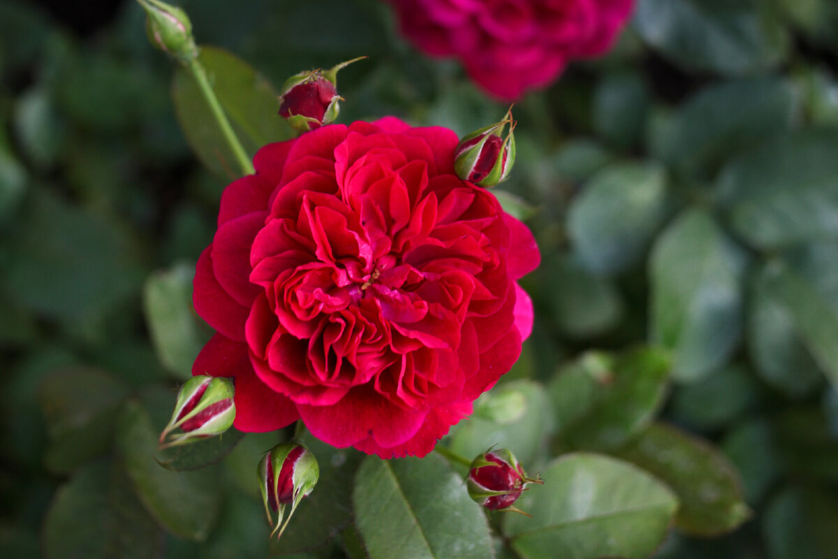 Роза Darcey Bussell.