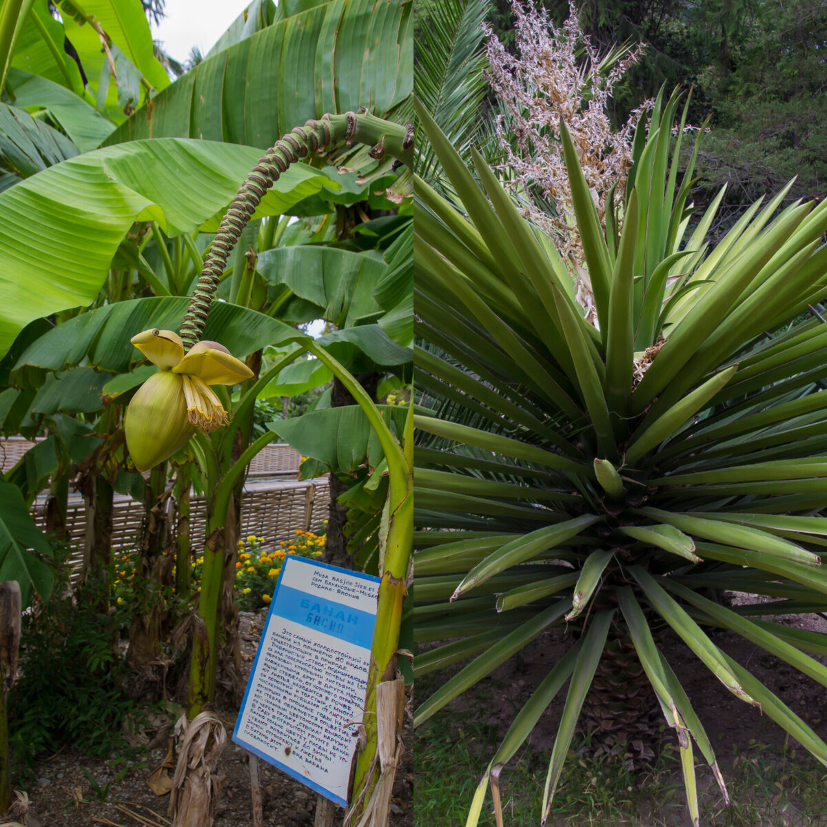 Банан  басио, плоды/Юкка  алоэлистная