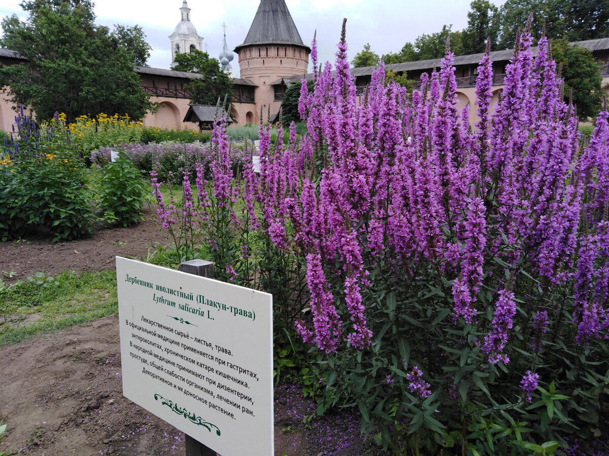 цветок дербенник многолетний фото