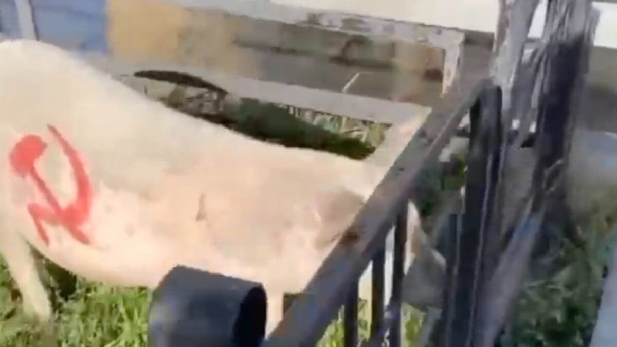     В минувшую пятницу, 18 августа, по центру Абакана, прямо около здания правительства, бегала свинья. На одном боку животного были нарисованы серп и молот, а на другом написано: «Продолжительность жизни свиней растет».