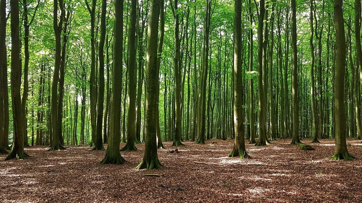 Фото: Pxfuel.com