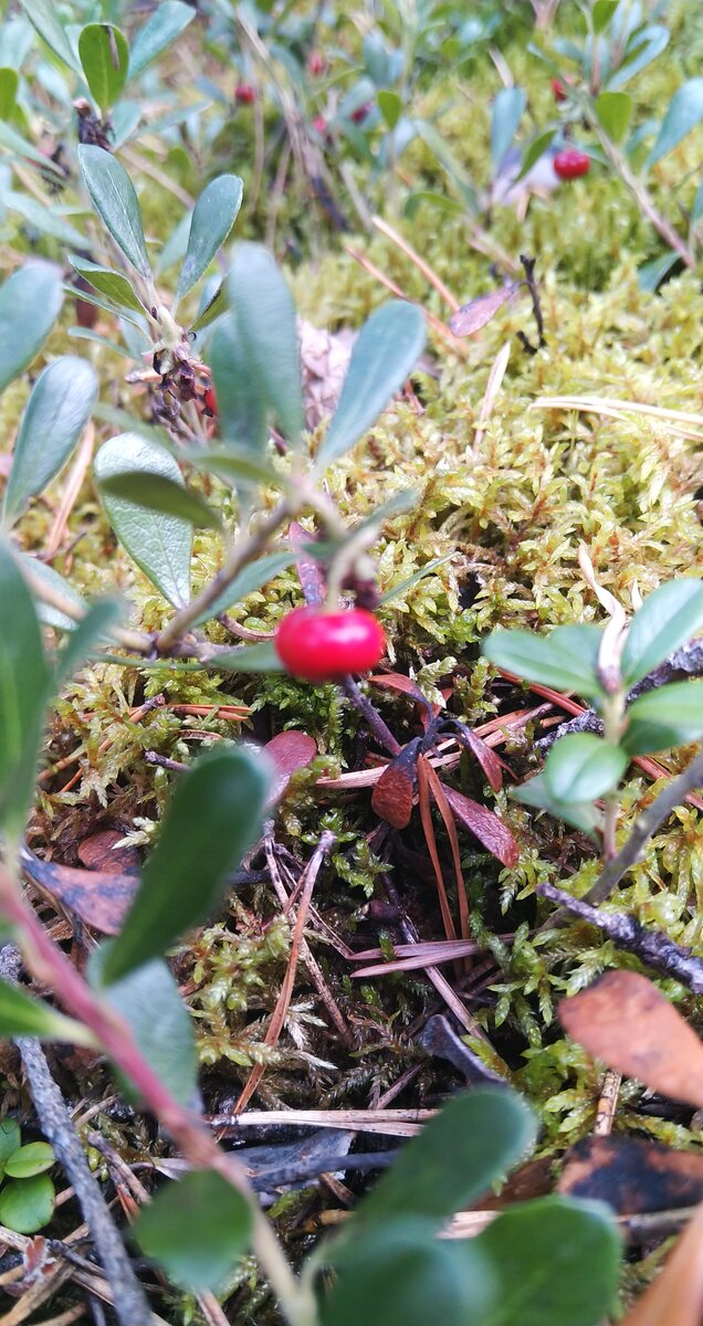 Ягодка толокнянки