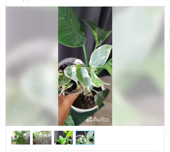 Вот, совсем малыш, но и делить особо нечего.  Дома тоже небольшой остался. Выращиваю, делю и продаю, не хочу тратить место на него. Уже был большой фикус, надоел, продала его.