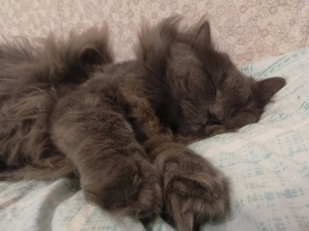 Фото автора. Коржик спит. 