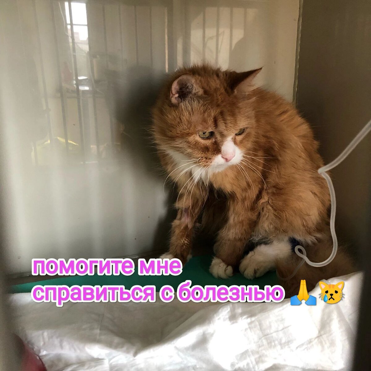 Гарфилд в клинике
