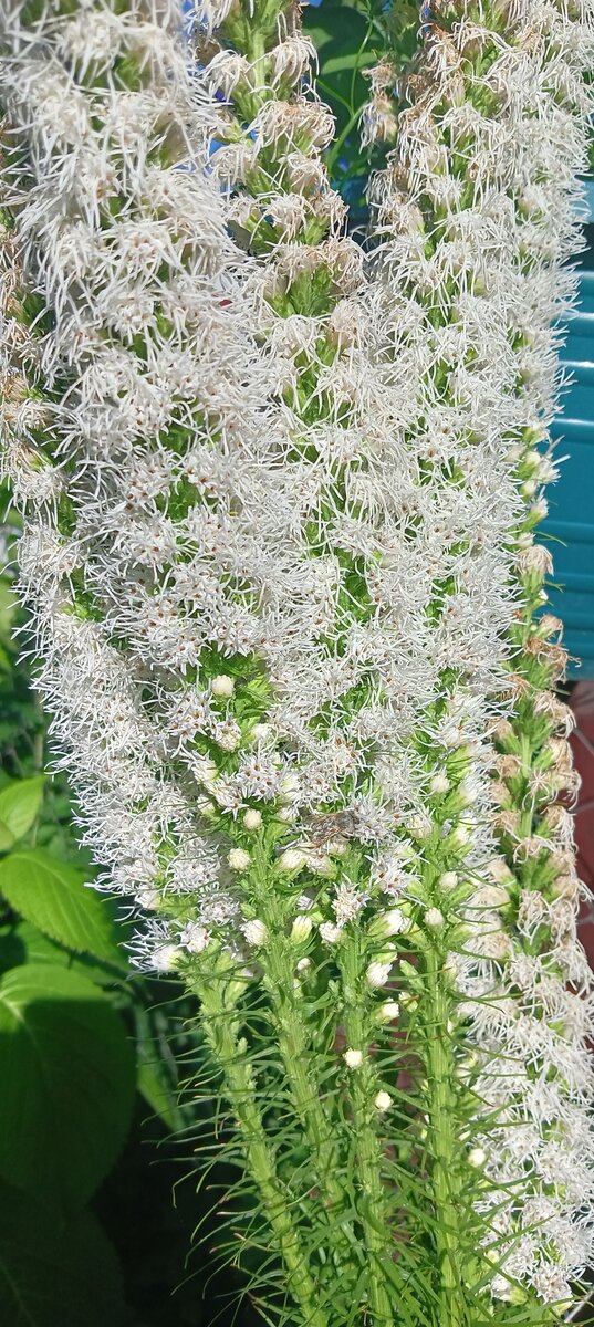 Фото САД В ЦВЕТАХ 