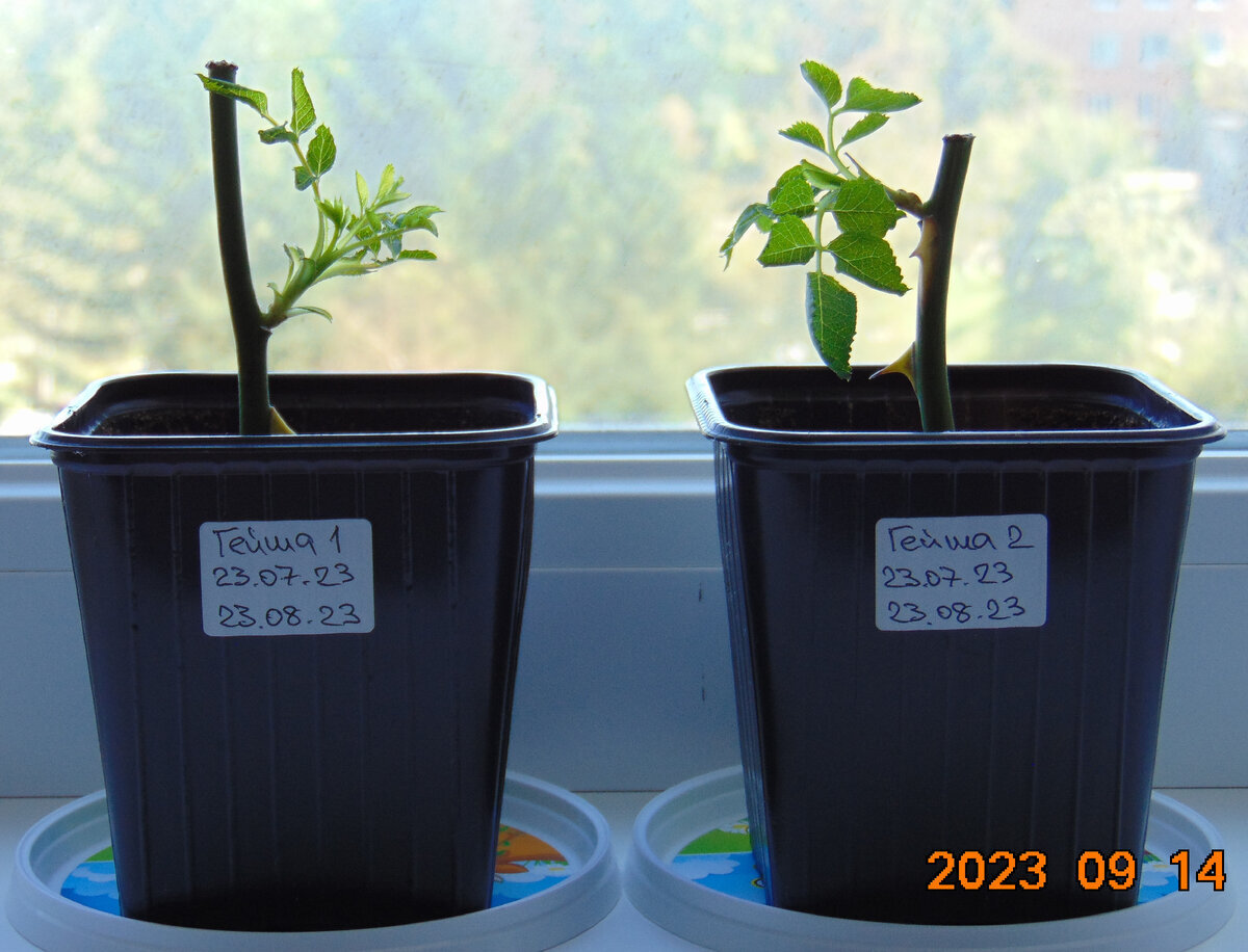 Два черенка розы Гейша в горшках с землей