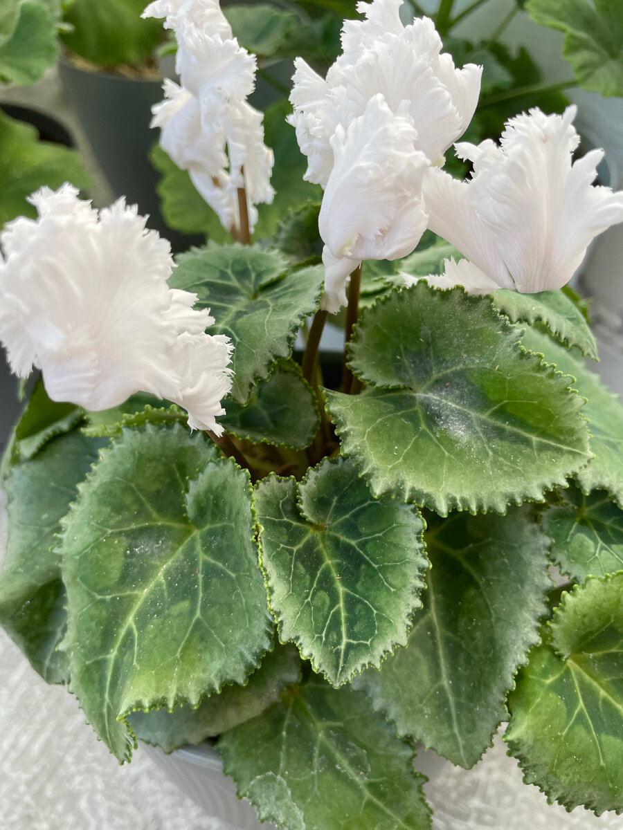 Мой цикламен.