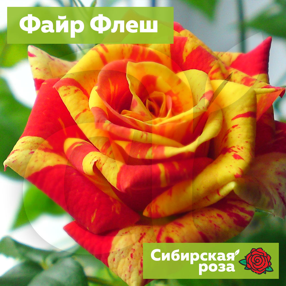 Семена для Сибири розы. Алтайские розы. Сибирские розы семена Алтая.
