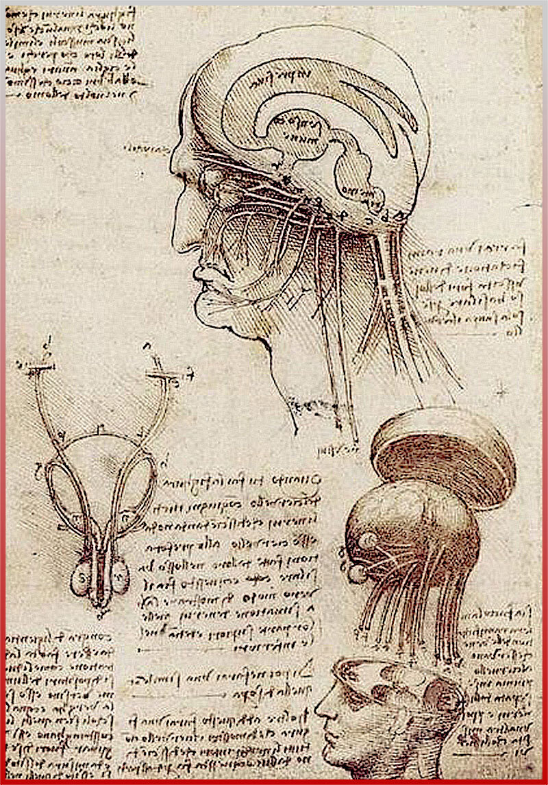 Рисунок Леонардо да Винчи. Зрение и мозг.