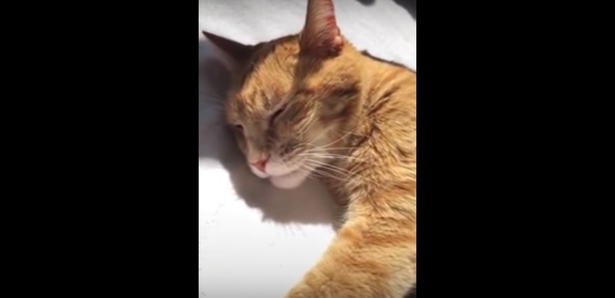 Кадр видео youtube.com/World Wide Wеb