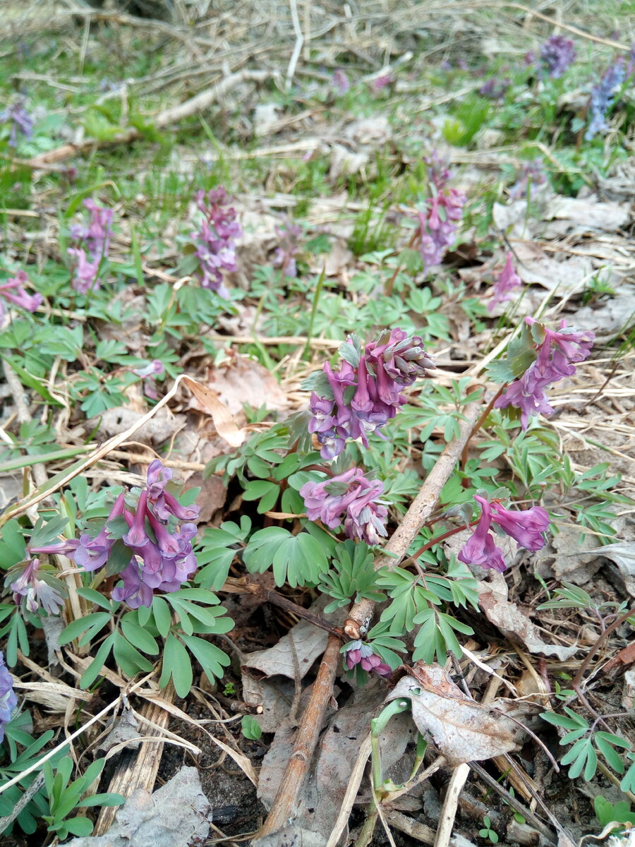 Хохлатка Purple Beauty