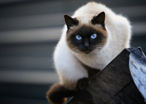 *фото из Интернета, находится в свободном доступе