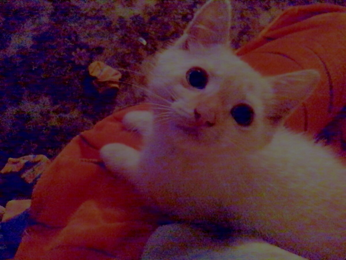 Сам он цвета крем-брюле, а уши хвост и мордашка рыжие:)