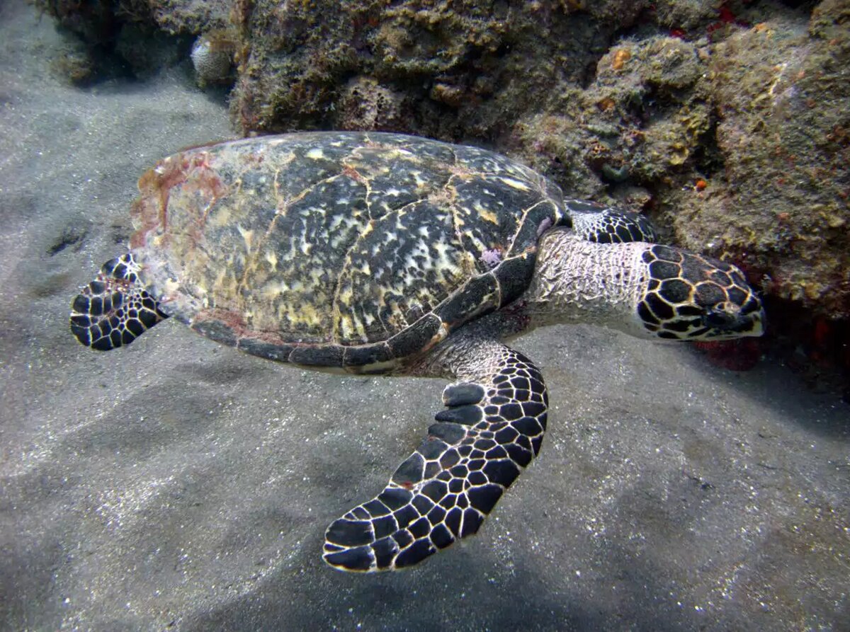 Какие черепахи относятся к морским. Морская черепаха бисса. Морская черепаха бисса настоящая Каретта. Морская черепаха Хоксбилла. Черепаха бисса панцирь.