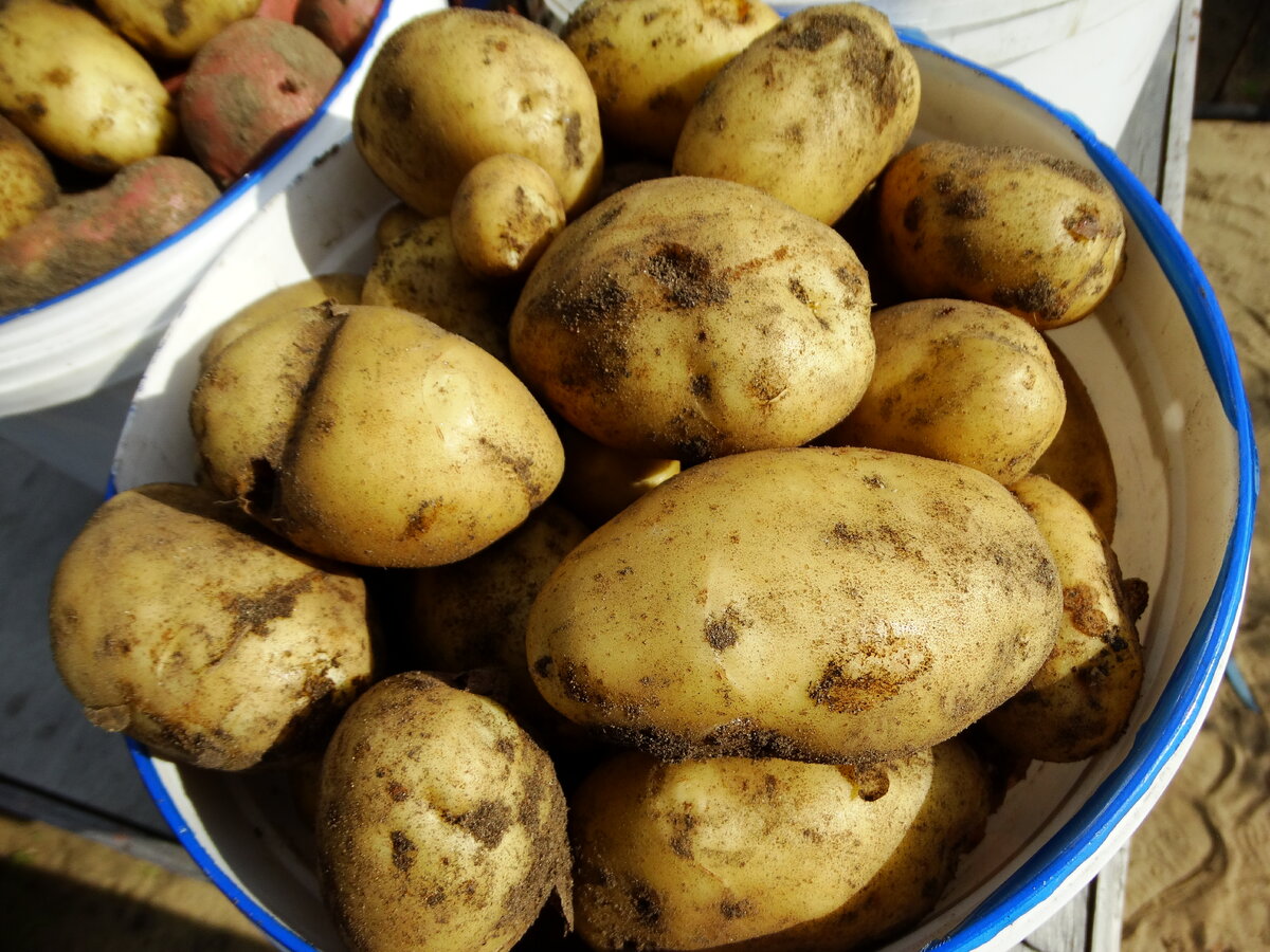Картофель подобрать прилагательное. Закладка картофеля на хранение после уборки. Какой картофель подходит для Иркутской области. Хранение картофеля в Узбекистане в домашних условиях фото.