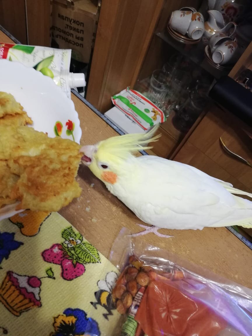 Боня дегустирует драники из молодой картошки