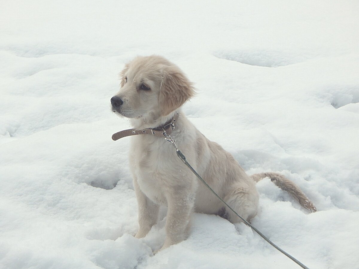 Золотистый ретривер, Кьяра