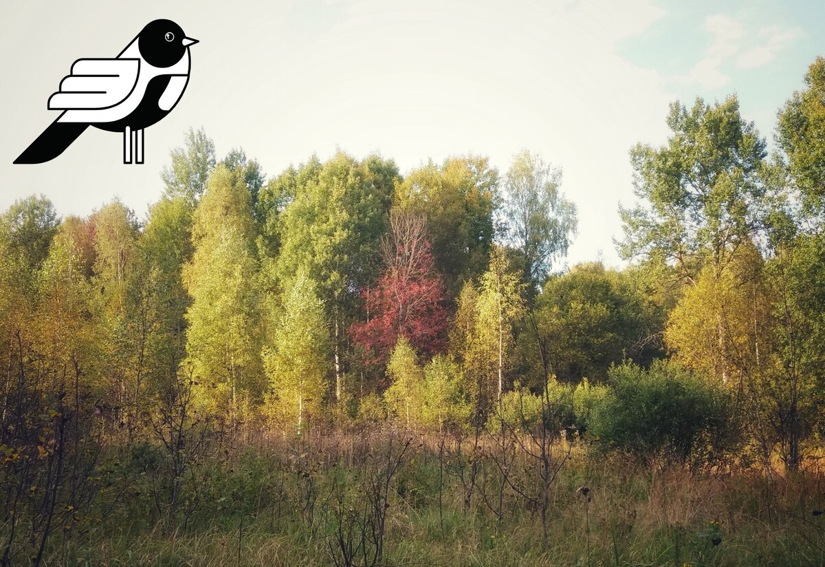 Фото автора: Сентябрьский лес