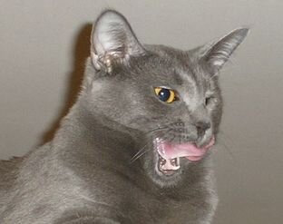 Адвокатская Кошка Пуша