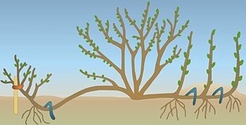 Фото из интернета