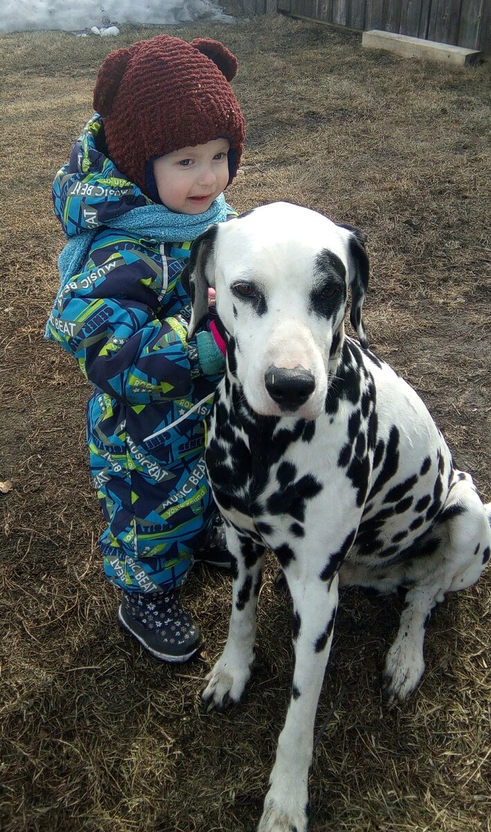 Как многие знают. Что домашний питомец- это надежный друг и защитник ребенка.Я хочу рассказать историю, которая у нас произошла в семье. Начну я вот с чего. моему сыну 3 года. и конечно в таком возрасте ребенка не отправишь гулять одного. Поэтому я всегда беру с собой Малыша( пес). вот как то раз на площадке к моему сыну решил подойти незнакомый парень, но не тут то было. Малыш его сбил с ног и лег всем весом на него. Вот так он показал на сколько он предан мне и моему сыну.