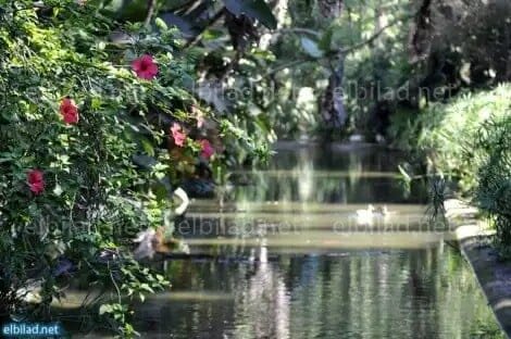 Водоемы сада (фото свободный доступ)