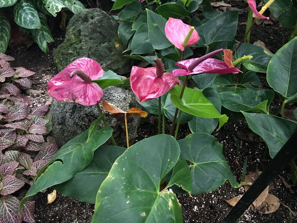 Антуриум пришел к нам из стран Южной Америки