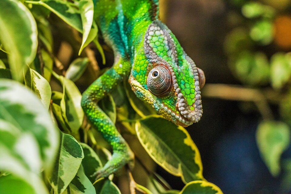 https://cdn.pixabay.com/photo/2014/07/05/17/10/chameleon-384957_960_720.jpg