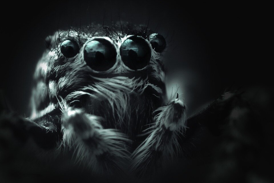 https://cdn.pixabay.com/photo/2019/09/03/13/13/spider-bouncing-4449407_960_720.jpg