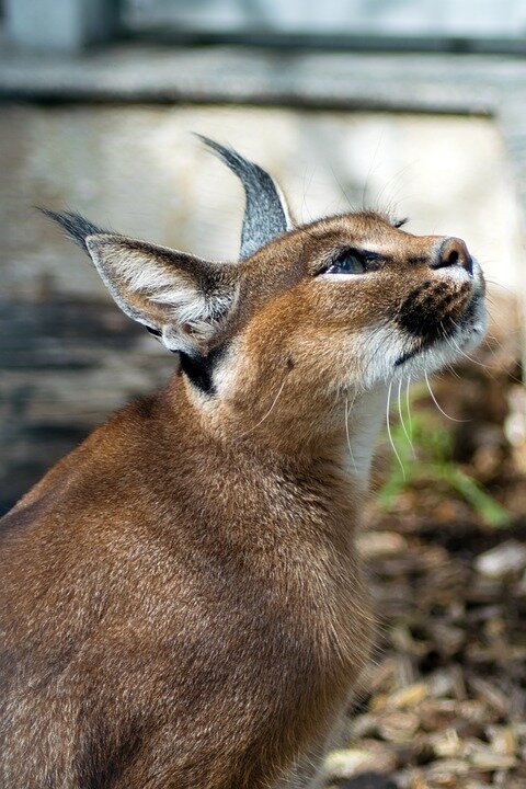 https://pixabay.com/photos/desert-lynx-karakal-caracal-caracal-2603454/