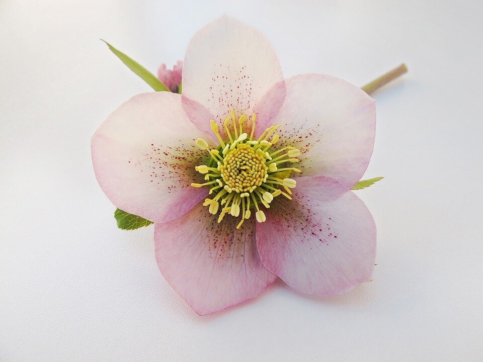 https://pixabay.com/ru/photos/helleborus-морозник-цветок-белый-287769/
